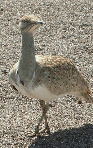 A Houbara Bustard. (CC BY-SA 3.0 Jimfbleak/Wikipedia)