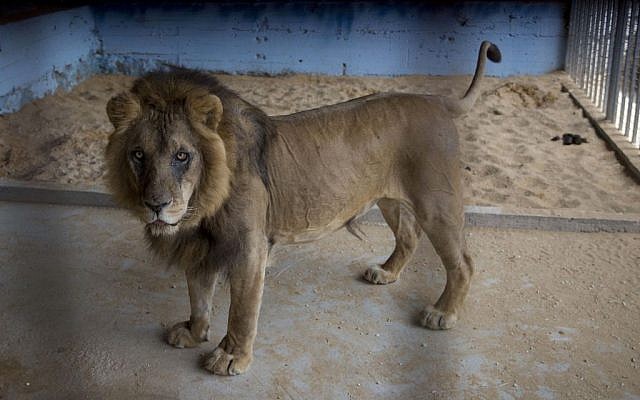 A lion, previously moved from Gaza, stands in a zoo in the Atil village near the West Bank city of Tulkarem, April 11, 2016. (AP Photo/Majdi Mohammed)
