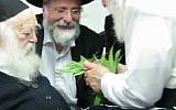 Rabbi Kanievski smelling the leaves of a cannabis plant. (Screenshot from YouTube)