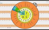 Genome Compiler's mix n' match genetic material assembly interface (Courtesy)