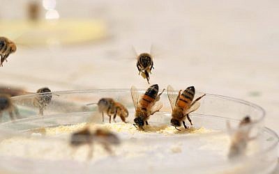 Honey bee workers collecting artificial pollen diets from a feeding dish. (Credit: Harmen, P Hendriksma)