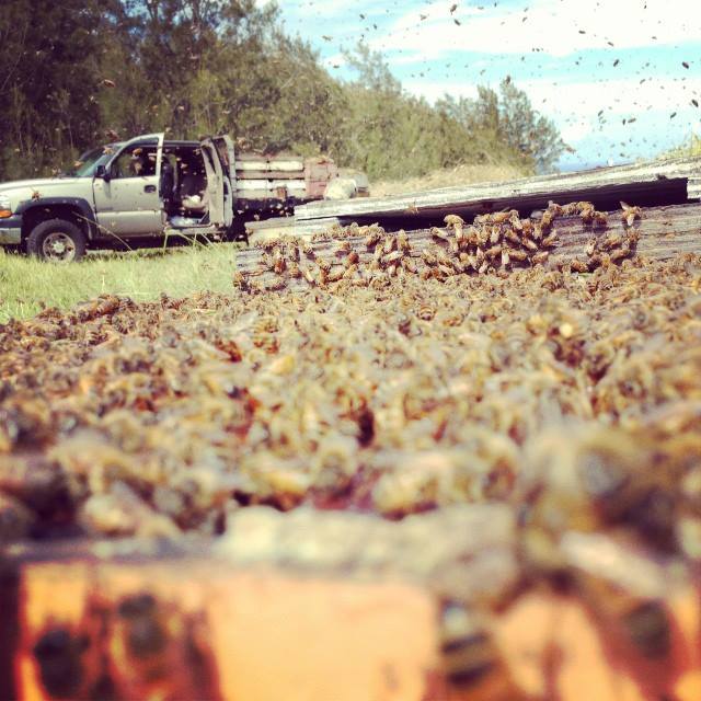 Beekeepers surrounded by hundreds of thousands of bees on the Big Island Bees apiary. Whendi Grad and husband Garrett Puett produce organic, single-flower honey and other products in the Captain Cook area on the Big Island (Facebook) Beekeepers surrounded by hundreds of thousands of bees on the Big Island Bees apiary. Whendi Grad and husband Garrett Puett produce organic, single-flower honey and other products in the Captain Cook area on the Big Island (Facebook)