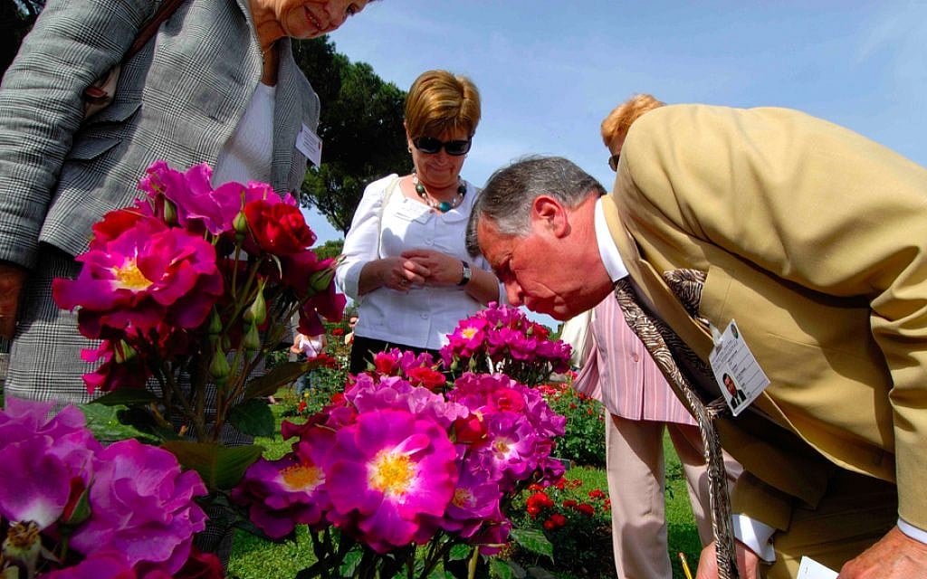 A judge in the international competition at Rome's public Rose Garden stops to smell the roses. (Courtesy Rome Garden Authority) A judge in the international competition at Rome's public Rose Garden stops to smell the roses. (Courtesy Rome Garden Authority)