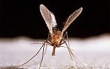 A sandfly (CC BY-SA Commander Applebery/Flickr)