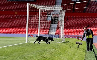 A police sniffer dog on the pitch at Old Trafford stadium after a suspect package being found before a Manchester United match on May 15, 2016. (Martin Rickett/PA via AP) 