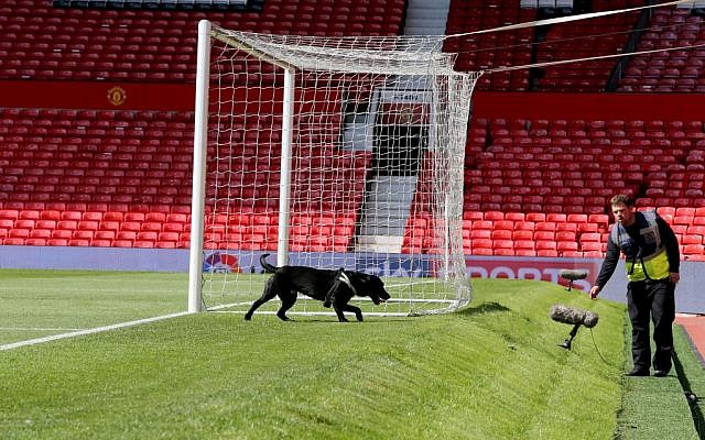 A police sniffer dog on the pitch at Old Trafford stadium after a suspect package being found before a Manchester United match on May 15, 2016. (Martin Rickett/PA via AP) 