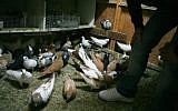An illustrative photo of pigeons. (Maya Levin/Flash90)