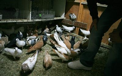 An illustrative photo of pigeons. (Maya Levin/Flash90)