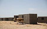 In this Monday, April 11, 2016 photo, a cow grazes in a military training ground in the Israeli controlled Golan Heights near the border with Syria . (AP Photo/Ariel Schalit)