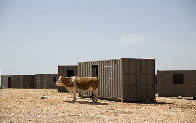 In this Monday, April 11, 2016 photo, a cow grazes in a military training ground in the Israeli controlled Golan Heights near the border with Syria . (AP Photo/Ariel Schalit) In this Monday, April 11, 2016 photo, a cow grazes in a military training ground in the Israeli controlled Golan Heights near the border with Syria . (AP Photo/Ariel Schalit)