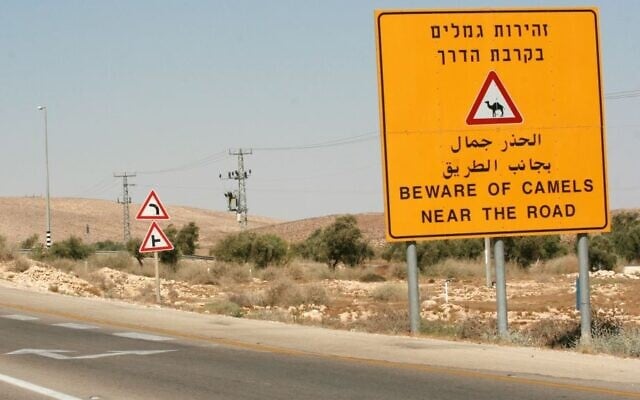 Sign warning drivers of camels on a Negev highway seen on August 26, 2007. (Rebecca Zeffert/Flash90) Sign warning drivers of camels on a Negev highway seen on August 26, 2007. (Rebecca Zeffert/Flash90)