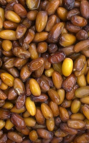 Medjool dates are filling and give a burst of energy (Wikimedia commons)
