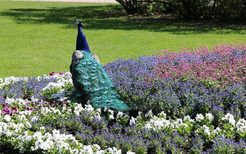 A peacock in Łazienki Park which covers 770,000 square meters. (Shmuel Bar-Am)