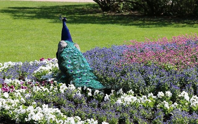 A peacock in Łazienki Park which covers 770,000 square meters. (Shmuel Bar-Am)