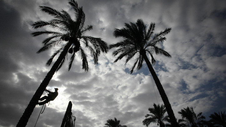 Palestinians collect dates from palm trees during the date picking season, in Khan Yunis, southern Gaza Strip on September 30, 2015. (Abed Rahim Khatib/ Flash90)