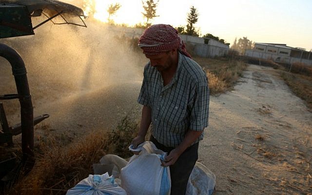 A Syrian man harvests wheat in his field near the rebel-held town of Douma, east of the capital Damascus, on June 24, 2016. (AFP /Abd Doumany)