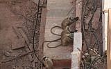 Illustrative photo of monkeys playing with electrical wires in Amer Fort, India. (CC BY 2.0 John Haslam/Flikr)
