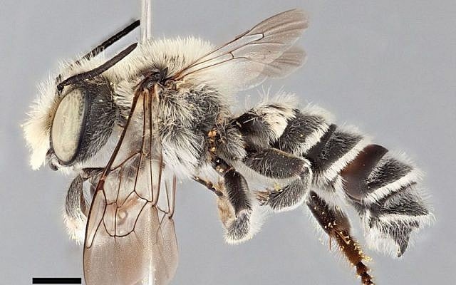 Megachile chomskyi (Wikimedia Commons via JTA) Megachile chomskyi (Wikimedia Commons via JTA)