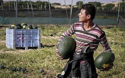 A Palestinian farmer collecting watermelons in the southern Gaza Strip on May 9, 2015. (Abed Rahim Khatib/Flash90)