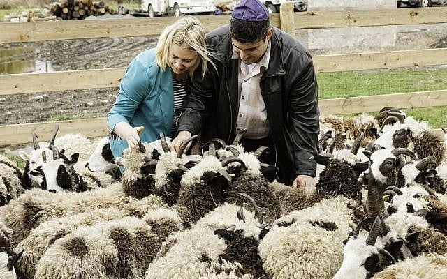Gil and Jenna Lewinsky feed the sheep at their farm in Abbotsford, Vancouver, Canada, in this undated photo from 2016. (courtesy Mustard Seed Imaging) Gil and Jenna Lewinsky feed the sheep at their farm in Abbotsford, Vancouver, Canada, in this undated photo from 2016. (courtesy Mustard Seed Imaging)