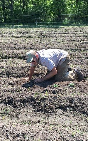 Ben Harris weeds potatoes at The Root Down Farm in Simsbury, Connecticut. (Cathryn J. Prince/Times of Israel) Ben Harris weeds potatoes at the Root Down Farm in Simsbury, Connecticut. (Cathryn J. Prince/Times of Israel)