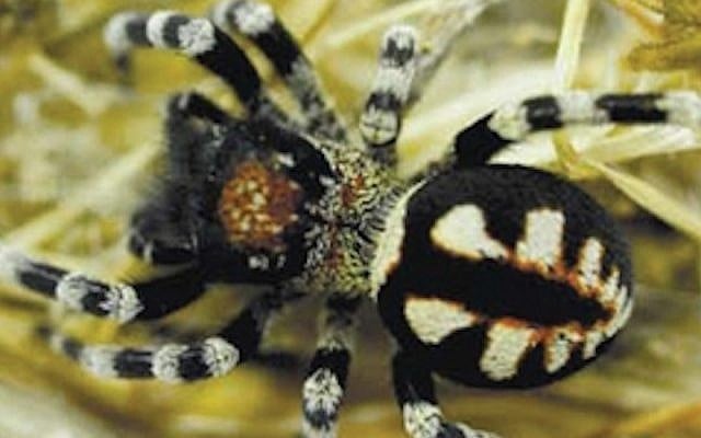 Loureedia (Wikimedia Commons via JTA) Loureedia (Wikimedia Commons via JTA)