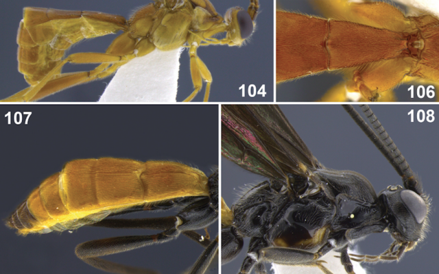 Aleiodes stewarti (Screenshot from ZooKeys via JTA) Aleiodes stewarti (Screenshot from ZooKeys via JTA)