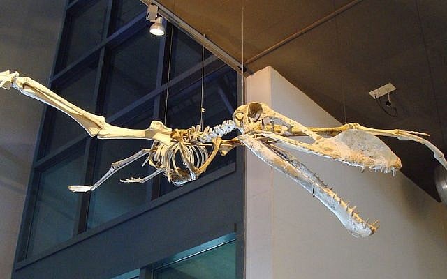 The Coloborhynchus spielbergi dinosaur is named after Steven Spielberg. (Wikimedia Commons via JTA)