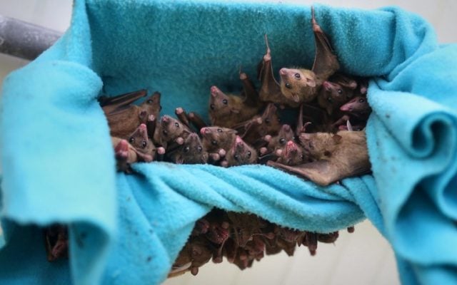 ISRAEL-NATURE-ANIMAL-BAT Fruit bats (Rousettus aegyptiacus) hang in a cage at a bat shelter created by Israeli animal activist Nora Lifschitz in Israel's central Elah Valley, south of Beit Shemesh on June 22, 2016. (AFP PHOTO/MENAHEM KAHANA)
