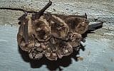Illustrative photo of bats sleeping (CC BY, darkday, Flickr)