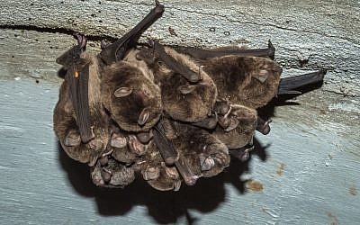 Illustrative photo of bats sleeping (CC BY, darkday, Flickr)