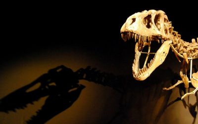 Illustrative photo of a dinosaur skeleton. ('Light the dinosaur'/Ruben/CC BY 2.0)