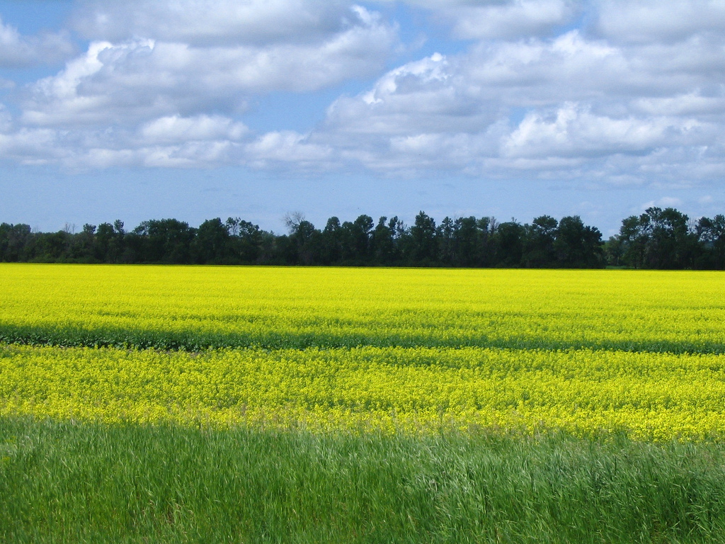 Manitoba, Canada (CC BY-SA Loozrboy, Flickr) Manitoba, Canada (CC BY-SA Loozrboy, Flickr)