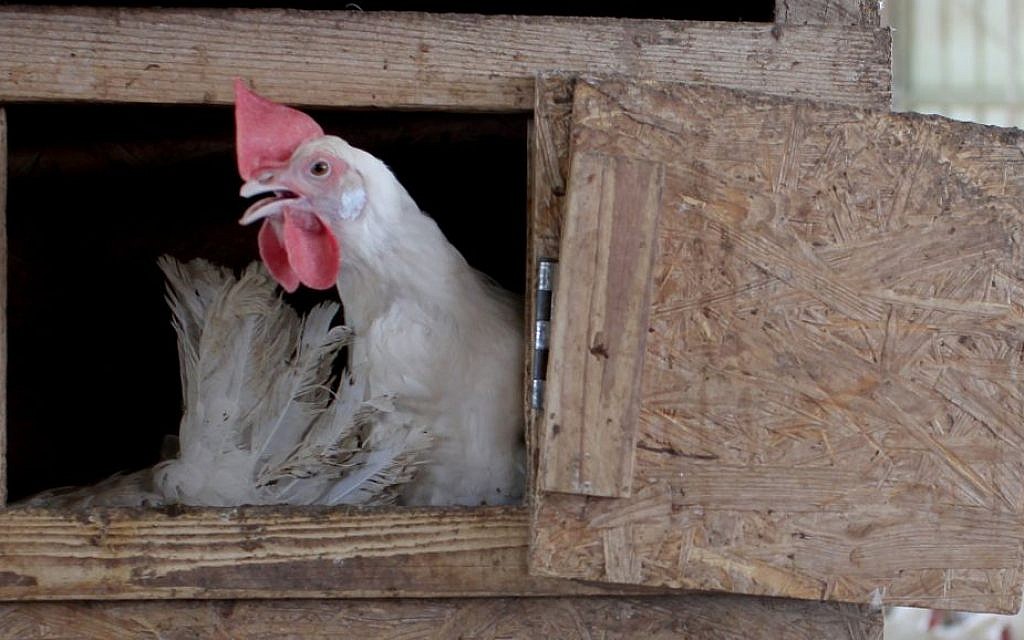 A chicken inside a barn at the Givat Olam organic farm near the settlement of Itamar, in the West Bank, on April 09, 2012 (Nati Shohat/FLASH90) A chicken inside a barn at the Givat Olam organic farm near the settlement of Itamar, in the West Bank, on April 09, 2012 (Nati Shohat/FLASH90)