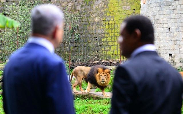 Prime Minister Benjamin Netanyahu and Ethiopian President Mulatu Teshome watch lions at the presidential compound in Addis Ababa, Ethiopia, on July 7, 2016. (Kobi Gideon/GPO)