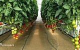 Prospera's technology helps keep tabs on crops (Courtesy)