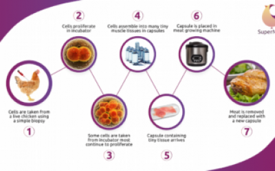 SuperMeat's production process. (Courtesy of SuperMeat via JTA)