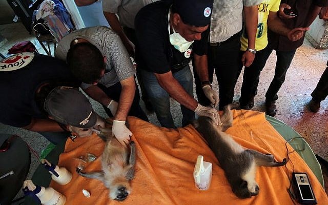 Members of the international animal welfare charity "Four Paws" check sedated monkeys at a zoo in Khan Yunis, in the southern Gaza Strip, on August 23, 2016 as they prepare to evacuate the animals out of the Palestinian enclave.(AFP PHOTO / SAID KHATIB) Members of the international animal welfare charity "Four Paws" check sedated monkeys at a zoo in Khan Yunis, in the southern Gaza Strip, on August 23, 2016 as they prepare to evacuate the animals out of the Palestinian enclave.(AFP PHOTO / SAID KHATIB)