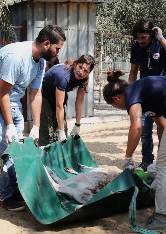 Members of the international animal welfare charity "Four Paws" carry a sedated deer at a zoo in Khan Yunis, in the southern Gaza Strip, on August 23, 2016 as they prepare to evacuate the animals out of the Palestinian enclave.(AFP PHOTO / SAID KHATIB)