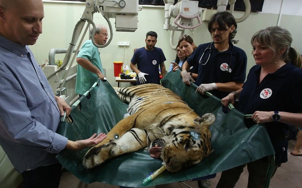 Gaza's last tiger, named Laziz, which was evacuated from a zoo in Khan Yunis in the southern Gaza Strip is carried by members of the international non-government "Four Paws" organization and vets from the Israeli Hebrew University veterinary teaching hospital in Beit Dagan, near Tel Aviv, on August 24, 2016, prior to being transported to South Africa. (AFP/ MENAHEM KAHANA) Gaza's last tiger, named Laziz, which was evacuated from a zoo in Khan Yunis in the southern Gaza Strip is carried by members of the international non-government "Four Paws" organization and vets from the Israeli Hebrew University veterinary teaching hospital in Beit Dagan, near Tel Aviv, on August 24, 2016, prior to being transported to South Africa. (AFP/ MENAHEM KAHANA)