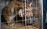 Laziz, Gaza's last tiger from Khan Yunis zoo, known as the 'world's worst,' waits in a cage at the OR Tambo international airport in Johannesburg, on August 25, 2016, before being transported to the Big Cat Sanctuary Lionsrock in South Africa. (AFP PHOTO/MUJAHID SAFODIEN)