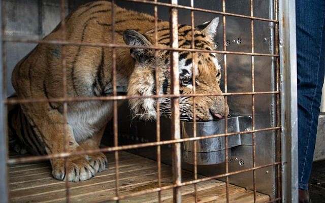 Laziz, Gaza's last tiger from Khan Yunis zoo, known as the 'world's worst,' waits in a cage at the OR Tambo international airport in Johannesburg, on August 25, 2016, before being transported to the Big Cat Sanctuary Lionsrock in South Africa. (AFP PHOTO/MUJAHID SAFODIEN)