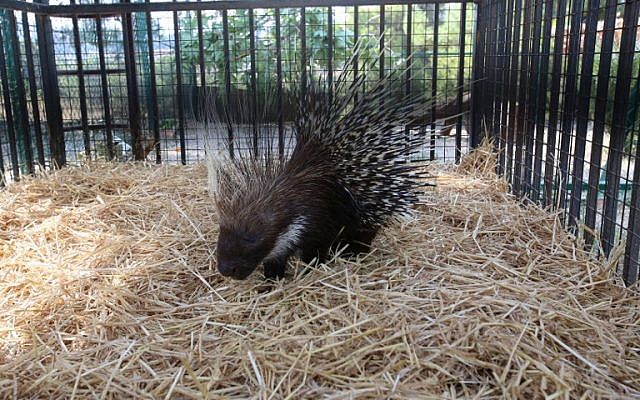 A porcupine sits inside an enclosure at the New Hope Center, an animal refuge near Amman, on August 25, 2016, after being evacuated from a zoo dubbed the 'world's worst' in the Gaza Strip. (AFP PHOTO/Khalil MAZRAAWI)