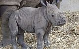 A baby white rhinoceros born at the Ramat Gan Safari and named 'Tupak,' August 28, 2016. (Tibor Jäger/Ramat Gan Safari)