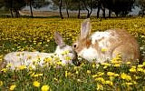 Wild rabbits seen at Kibbutz Magen, in south Israel, August 26, 2013. (Dudu Greenspan/Flash90)