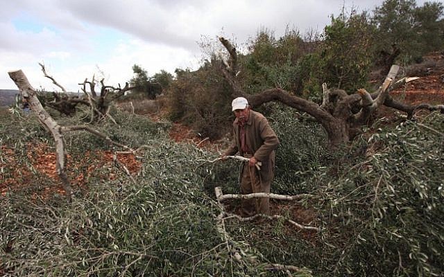 Palestinian olive farmers check damage to their olive trees that were allegedly cut down by Israeli settlers in October 2013. (Issam Rimawi/Flash90)