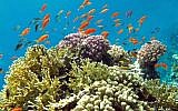 Tropical fish at the Eilat Dolphin Reef. (Asaf Zvuloni/ Israel Nature and Parks Authority/FLASH90)