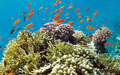 Tropical fish at the Eilat Dolphin Reef. (Asaf Zvuloni/ Israel Nature and Parks Authority/FLASH90)