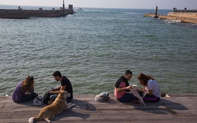 Dogs and their owners by the sea at the Tel Aviv port (Miriam Alster/Flash 90)