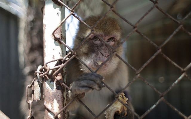 A monkey living in squalid conditions at the Khan Younis Zoo in Gaza. (Four Paws)